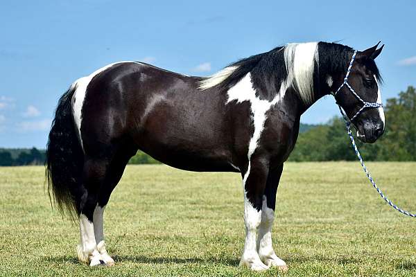 show-quarter-horse