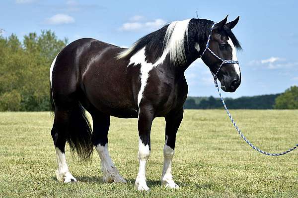 team-penning-quarter-horse