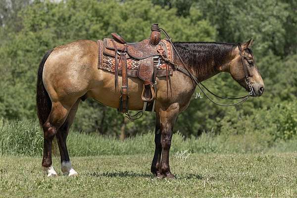 flashy-quarter-horse