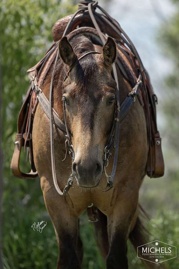 husband-safe-quarter-horse