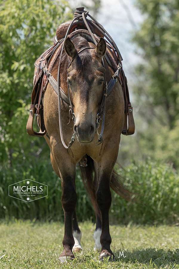 ranch-quarter-horse