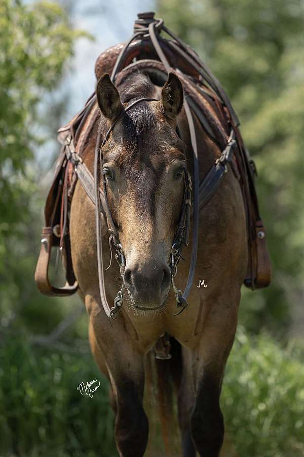 ranch-versatility-quarter-horse