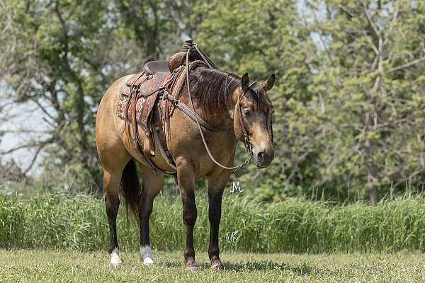 ranch-work-quarter-horse