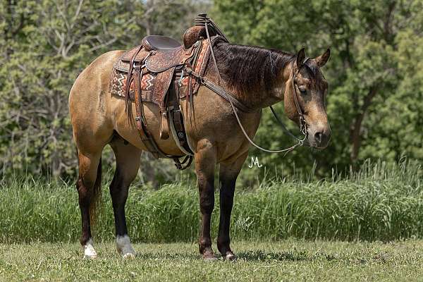 roping-quarter-horse