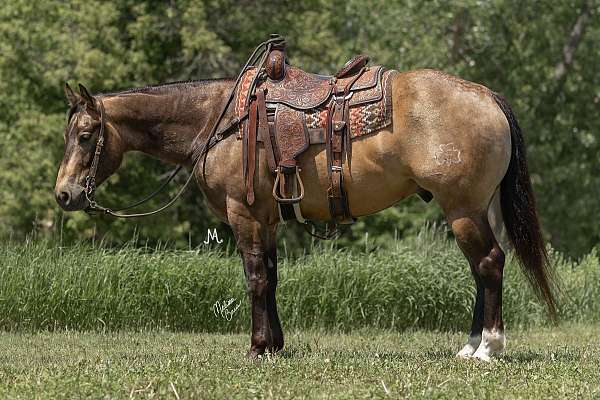 show-quarter-horse