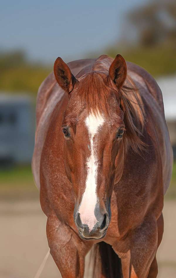 flashy-quarter-horse