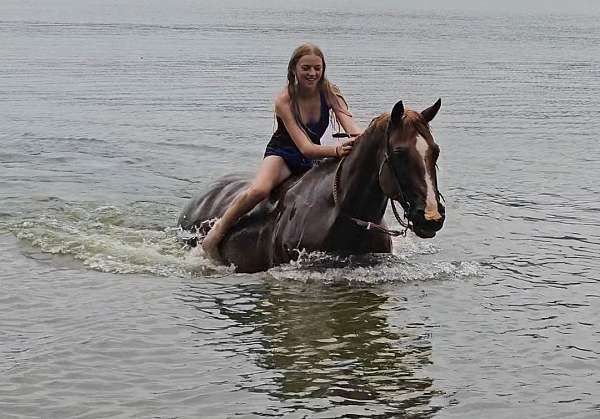 husband-safe-quarter-horse