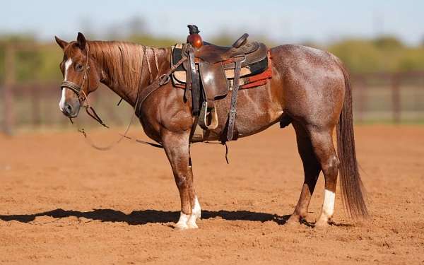 lesson-quarter-horse