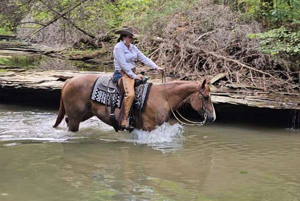 performance-quarter-horse