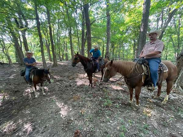 ranch-work-quarter-horse