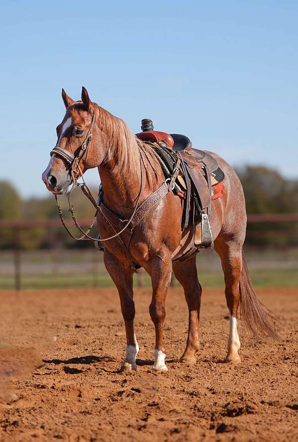 ranch-quarter-horse