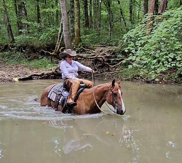 ranch-versatility-quarter-horse