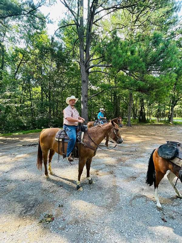 roping-quarter-horse