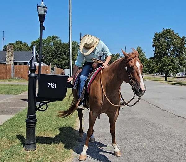 team-penning-quarter-horse