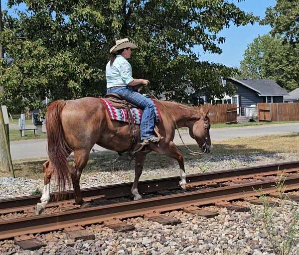 team-roping-quarter-horse