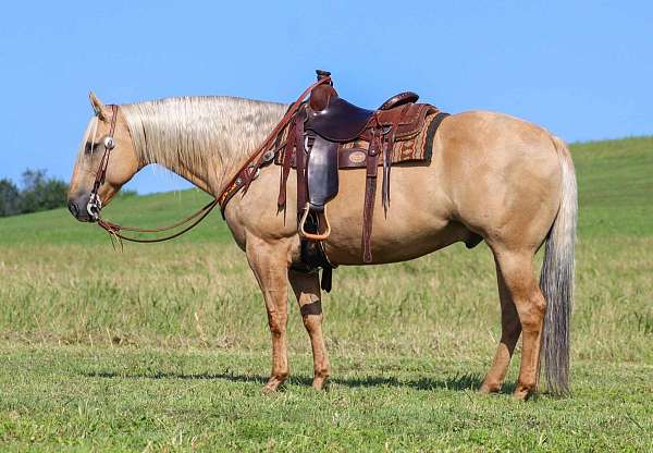 husband-safe-quarter-horse