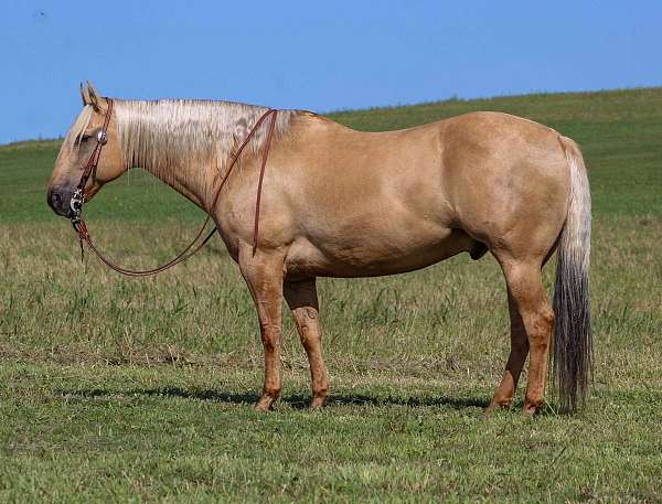 ranch-quarter-horse