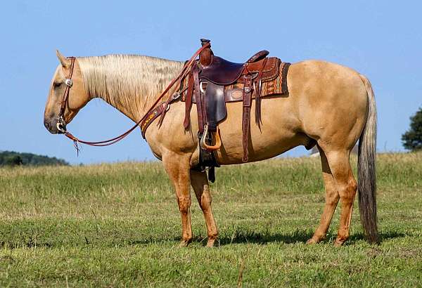 ranch-versatility-quarter-horse