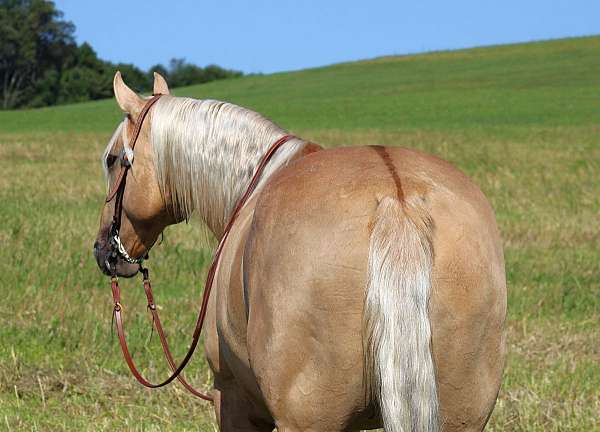 ridden-english-quarter-horse