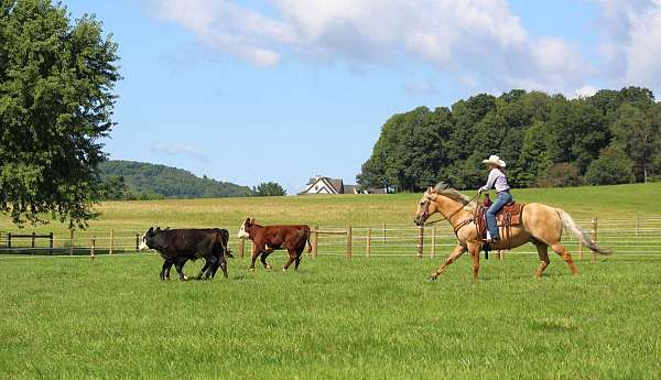 trail-quarter-horse