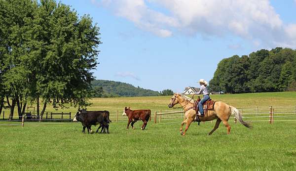 working-cattle-quarter-horse