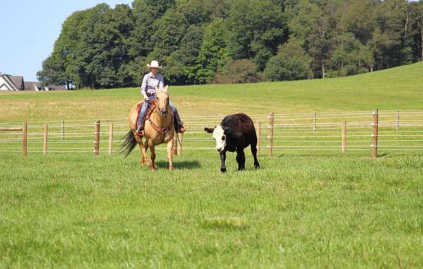 palomino-quarter-horse-gelding