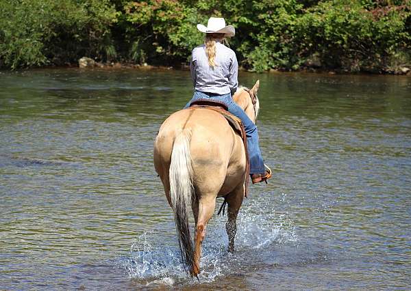 palomino-all-around-horse