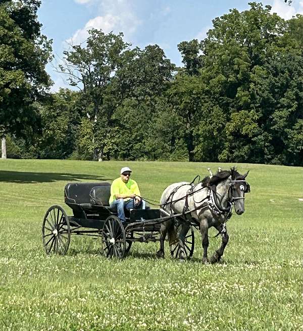 driving-barb-horse