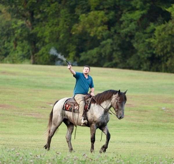 16-hand-barb-gelding