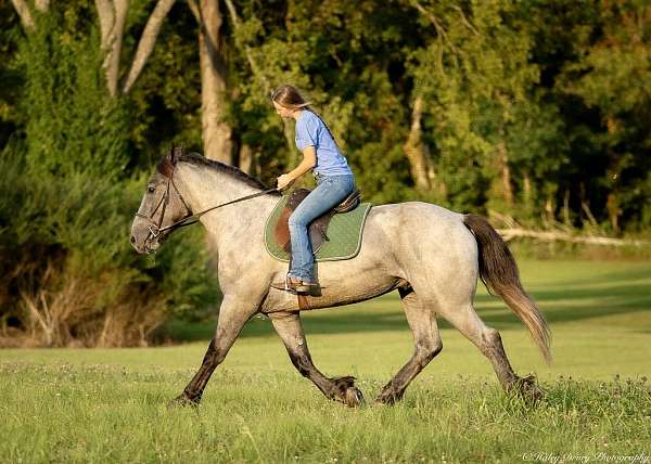 blue-roan-barb-gelding