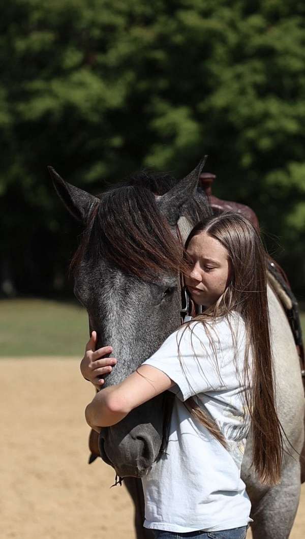 16-hand-barb-horse