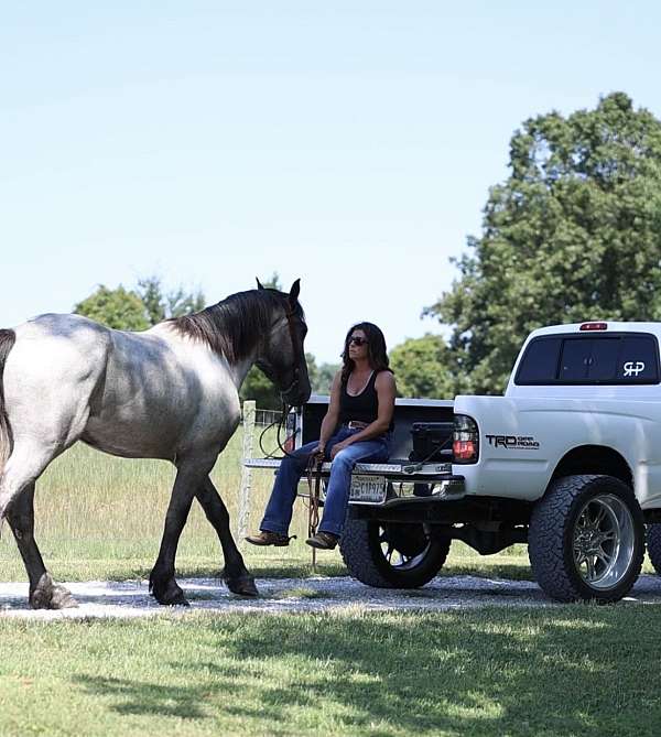 blue-roan-barb-for-sale