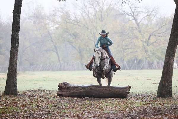 athletic-quarter-horse