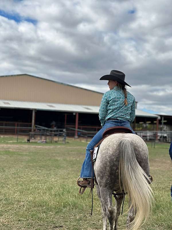 ridden-western-quarter-horse