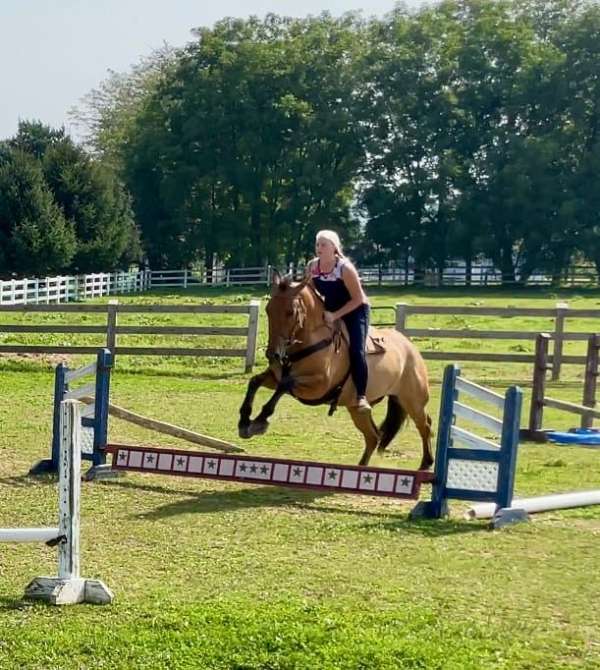 all-around-belgian-horse