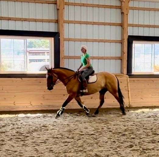 dressage-belgian-horse