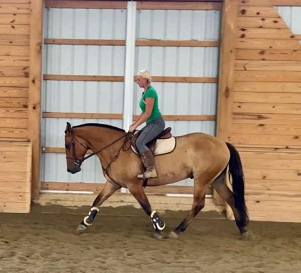 jumping-belgian-horse