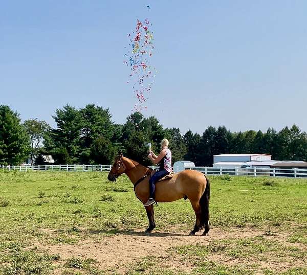 lesson-belgian-horse