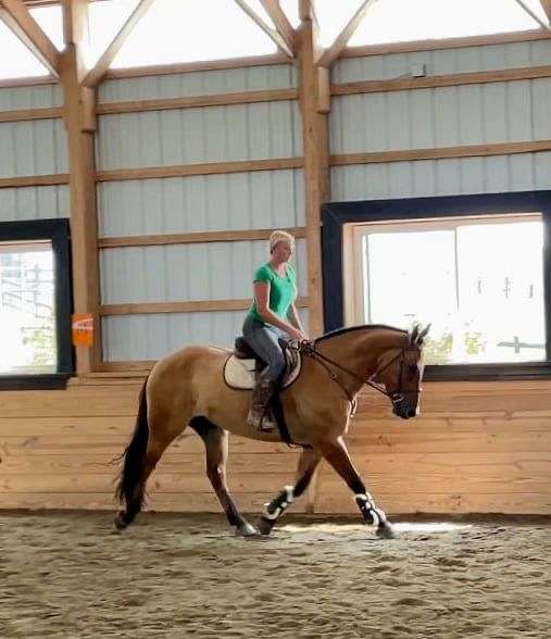 parade-belgian-horse