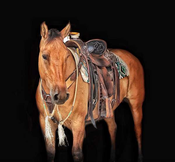 ranch-belgian-horse