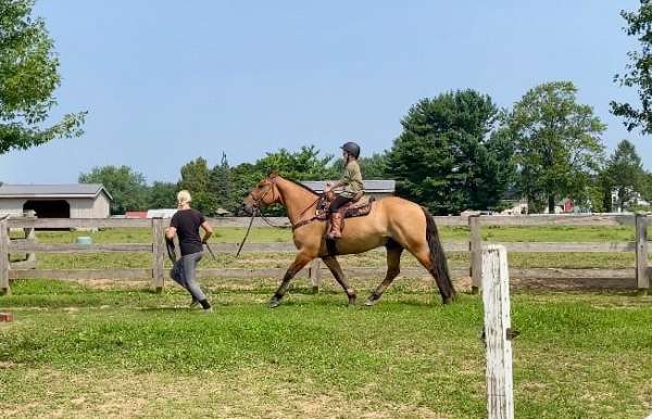 ranch-versatility-belgian-horse