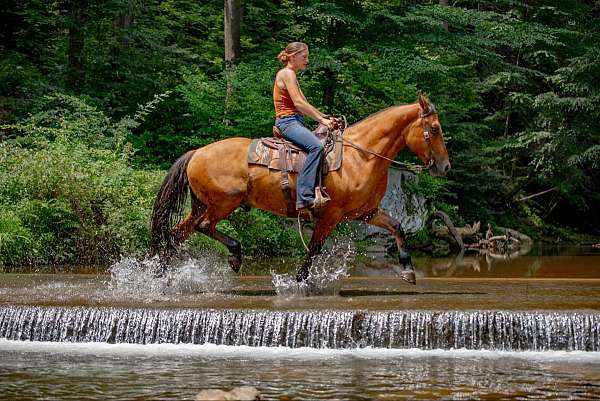 calf-roping-belgian-horse