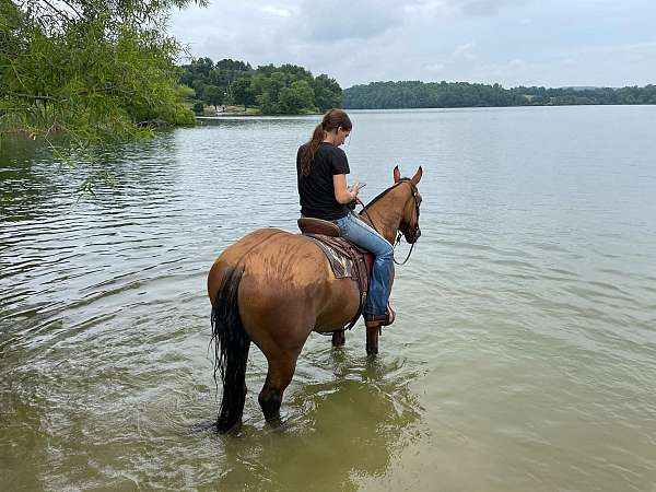 kid-safe-belgian-horse