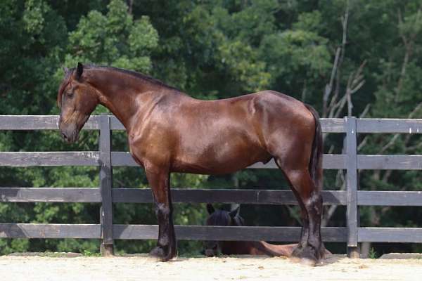 cross-friesian-horse