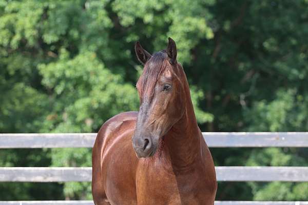 kid-safe-friesian-horse