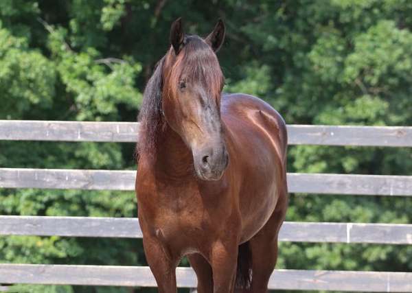 performance-friesian-horse