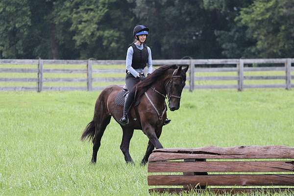 ranch-work-friesian-horse