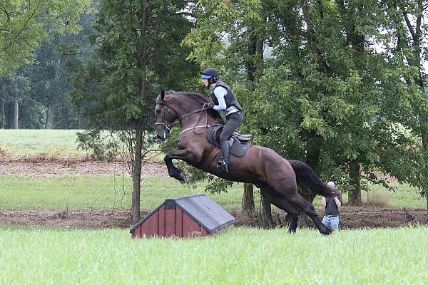 ridden-english-friesian-horse