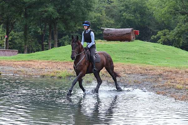 ridden-western-friesian-horse