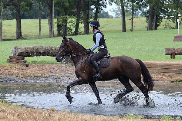 show-friesian-horse